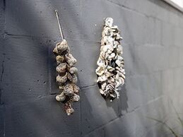 Beachside Holiday Home in Kamperland With Garden