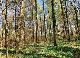 Lovely Bungalow in Hallschlag With Terrace