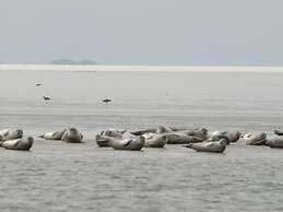 House Flora, Golden Knoepke