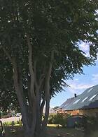 Wood in Zempin/usedom