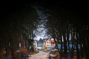 Wood in Zempin/usedom