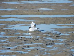 Holiday Apartment Surfers
