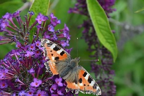 Holiday Home in Willingen-neerdar