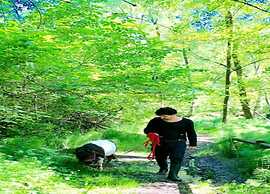 Gorgeous Vacation Home With Pool