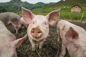 Modern Apartment With Swimming Pool in Damuls