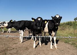 Detached Holiday Home Near Nijmegen