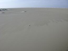 Beach Hair Friesian Residence