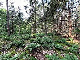 Lovely House in the Middle of the Woods