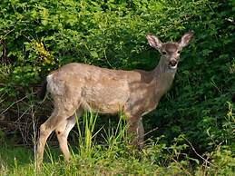 Holiday Home Under the Trees