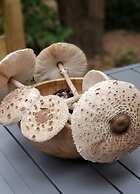 Holiday Home Under the Trees