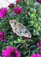 Cosy Apartment in Dolcedo
