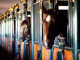 Paviljoen 4 Personen