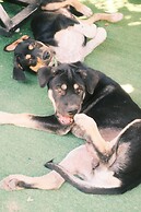 Siem reap Homesteading II