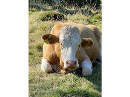 Holiday Apartment Alpenblick