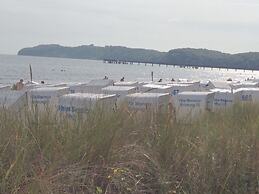 Herring Gull in the Villa Meernixe Binz