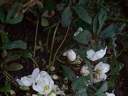 Holiday Apartment Kirchhoff