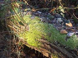 Holiday Apartment Kirchhoff