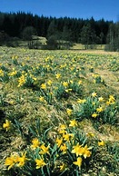 Holiday Home Altes Zollhaus No. 19