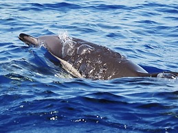 Dia Dourado Comfortable Holiday Residence