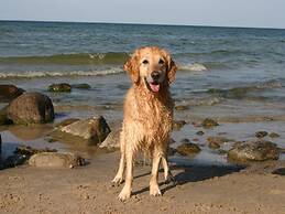 Cormorant in the Villa Malepartus Binz
