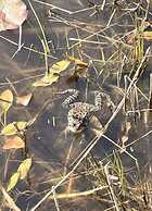 Unexpected-bochum Comfortable Vacation Home