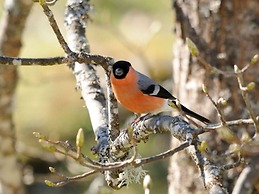 Holiday Apartment Finkennest