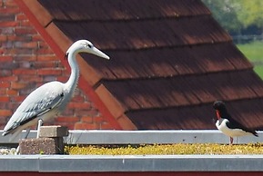 Villa Garden Cloud 7