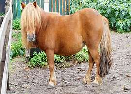 Holiday Home in Brabant With Private Spa