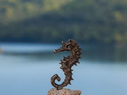 Apartments Bruna Lastovo-standard One Bedroom Apartment With Balcony a