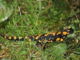 Nagelsmederij in het Huis Waldwinkel