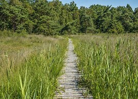 Chic Thatched-roof Stay