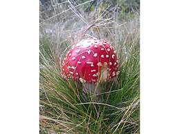 Pine Cones in the Haslehaus