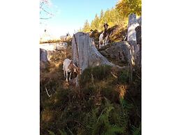 Pine Cones in the Haslehaus