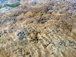Sun, Mudflats and sea