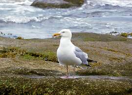 Brittany Coast Getaway
