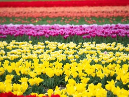 Huis Duinzicht Comfortable Holiday Residence