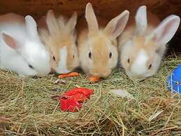 Biologische Pension & Boerderij 