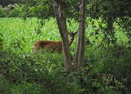 Safari Tent, Friesland