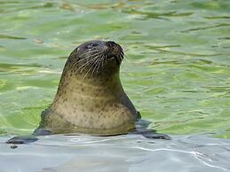 Holiday Home in De Cocksdorp