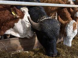 Bernsteinfinder 4.17 Comfortable Holiday Residence