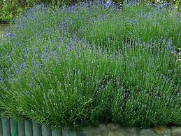 Achternkieker Comfortable Holiday Residence