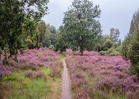 Glamping Tent in Netherlands With Pop-up Charm