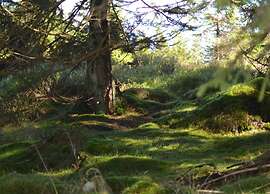 Holiday Flat in the Harz Near the ski Area