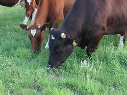 Cosy Farm Near the Forest