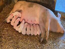 Cosy Farm Near the Forest