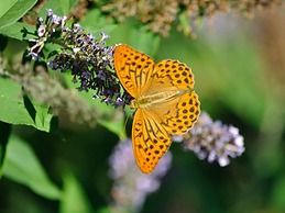 Brunnenhof Garden View