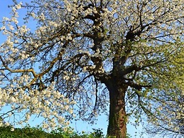 Brunnenhof Garden View