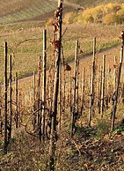 Uitzicht op de Wijngaard