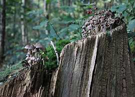 Comfort Stay With Sauna