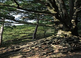 Comfort Stay With Sauna